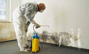 Best Mold Odor Removal Services  in Bridgeport, NE