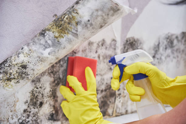 Best Attic Mold Removal  in Bridgeport, NE